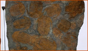 Fossils Erfoud in Morocco,marble fossils,quality products ,Achour fossils