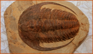 Fossils Erfoud in Morocco,marble fossils,quality products ,Achour fossils